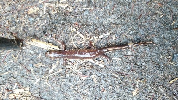 台灣山椒魚24704