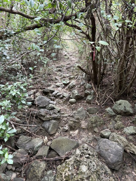 20251129大山母山步道2951878