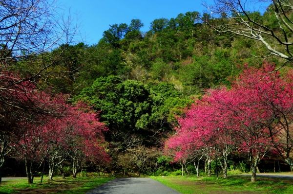 【走在台灣的脊樑上】奧萬大─彩色森林