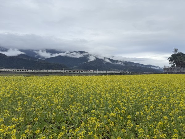 富里油菜花2704810