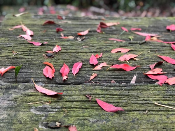 達娜伊谷走里美避難歩道、巨石坂步道690703