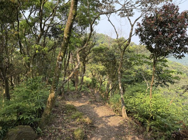 [微笑山線_第八段] 2026_0411 二格山系_炙子頭山3035086