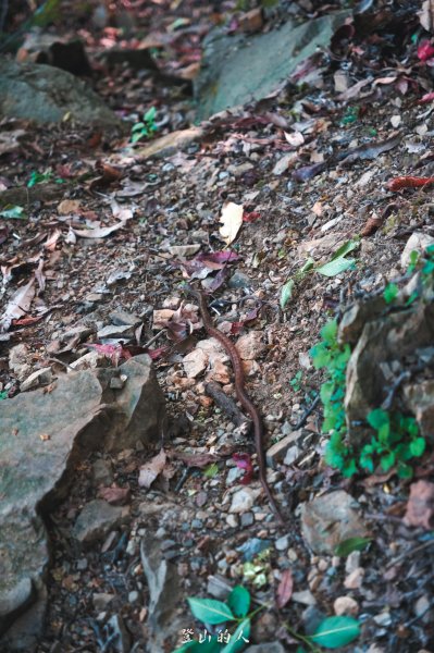 霞山鐵道野營2843081