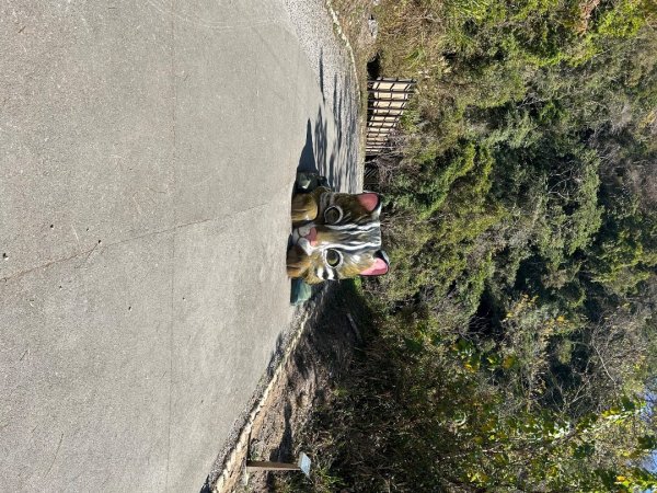 雪山坑登山步道2984433