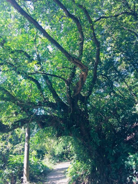 金山神秘海岸（順走獅頭山）666484