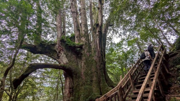 鎮西堡巨木步道群 (B區)2861182