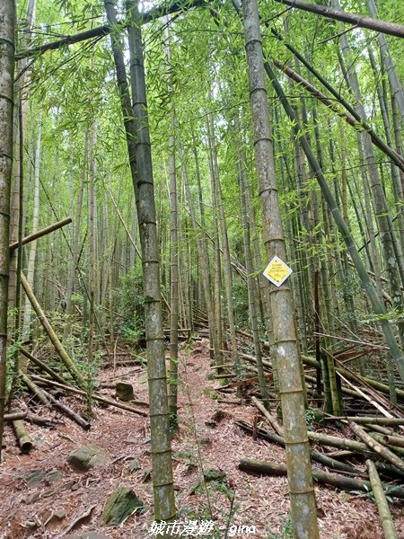 【台中和平】柳杉孟宗竹香杉步道林相豐富。 長壽山(肥崠山)山徑2880639