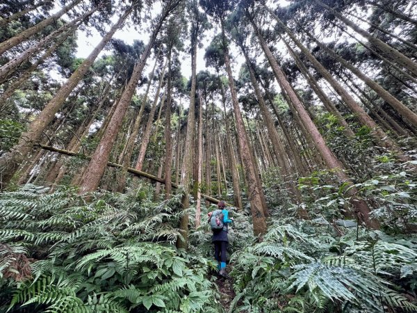 馬武督森林 外鳥嘴山 綠光小學2386245