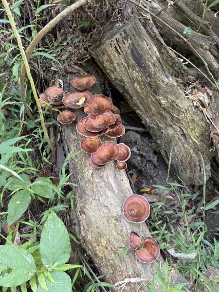 20251010南化龍麟山步道2914989