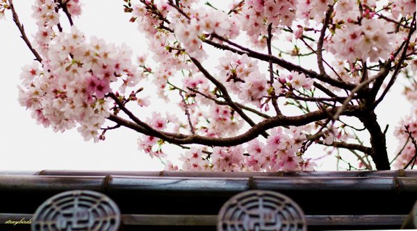 櫻花季的尾聲~在東方寺慢慢的品花落的聲音910692