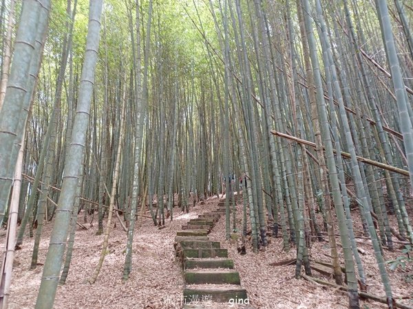 【嘉義梅山】雲霧裊裊似仙境。 瑞太古道 x大風埕觀日峰x油車寮步道2557802