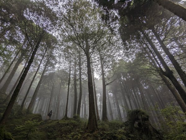 阿里山森林遊樂區2165554