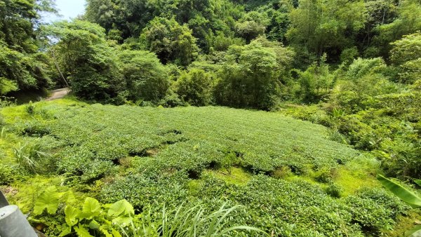 大桶山麓烏來桂山路171巷O型走2498578