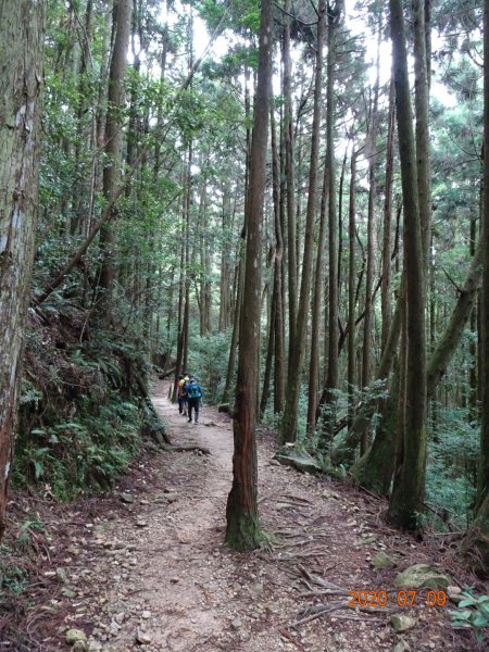 橫嶺山自然步道2020.07.091029069