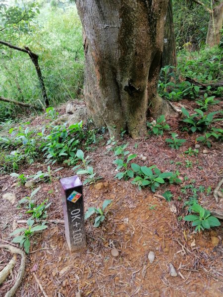 南投草屯~峰峰相連~九九峰森林步道1108569