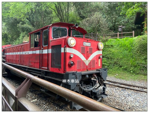 阿里山神木群棧道2771615