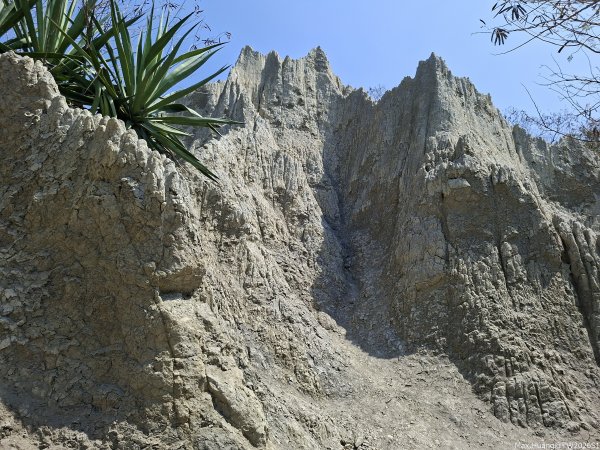 《高雄》泥岩惡地｜漯底山自然公園大O繞順訪永安、茄萣濕地202603133014682