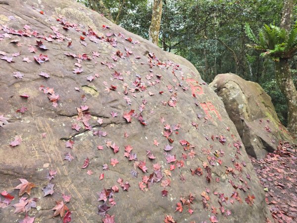 馬那邦山之雲海／雲瀑／楓紅／太陽琉璃光2676348