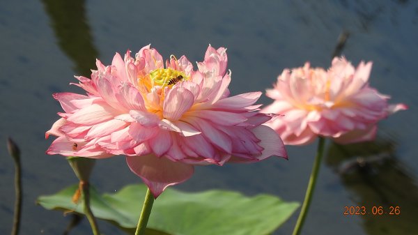 雲山水花鳥蝶 - 天龍國阿伯的日常 6/262195491