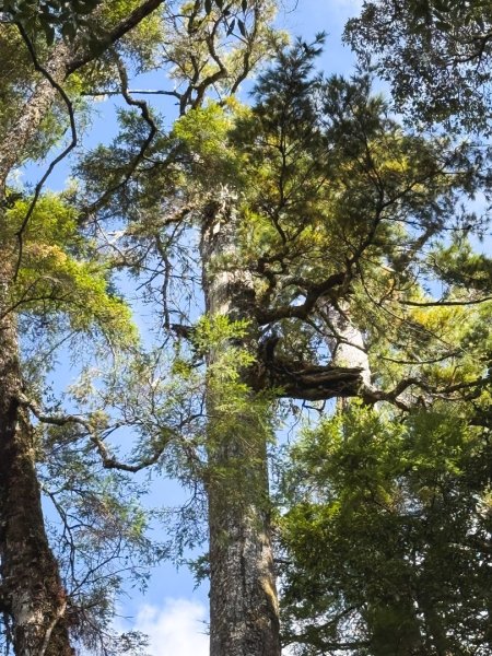 鳶嘴稍來步道賞楓季 ，大雪山門票優惠到12/31！2969574