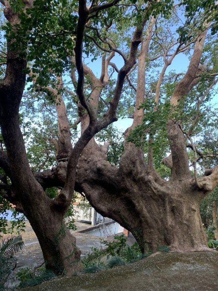 20250222屏東赤牛嶺-大山母山-小尖石山2719895