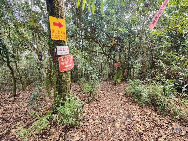 20250105鵝公髻山雲霧步道2726336