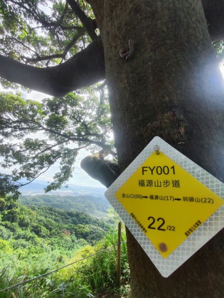 福源山步道-鶯歌大榕樹平台2847769