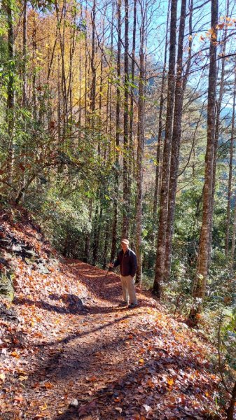 熱血一日霞喀羅賞楓之旅2785006