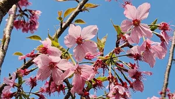 雲嘉五連峰2732198