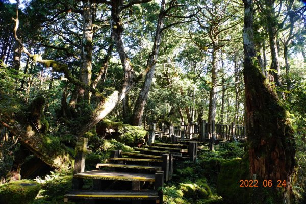 宜蘭 大同 太平山森林遊樂區 檜木原始林步道1743667