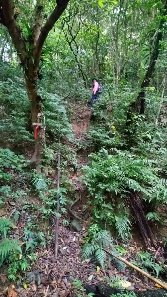 璀璨百年淡蘭古道～象寮古道、石空山、坪溪古道、梗枋古道O走1339416