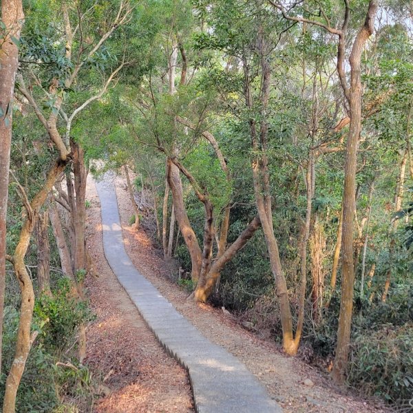 藤山步道臥龍坡O型2050813