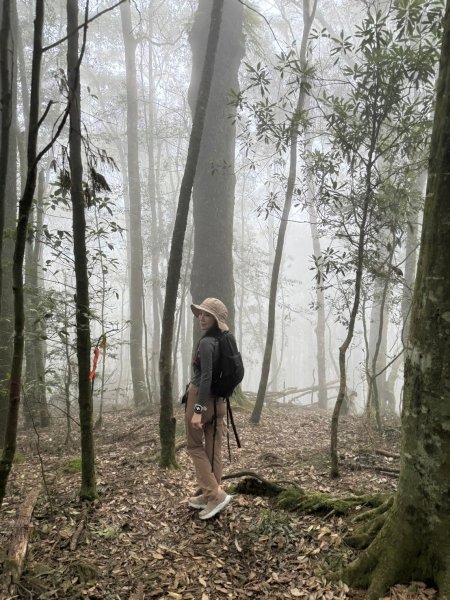 鳶嘴山-稍來山O型縱走(中級山 / 小百岳) 刺激攀岩。山嵐繚繞。傳神小象。杉樹林群。2583544