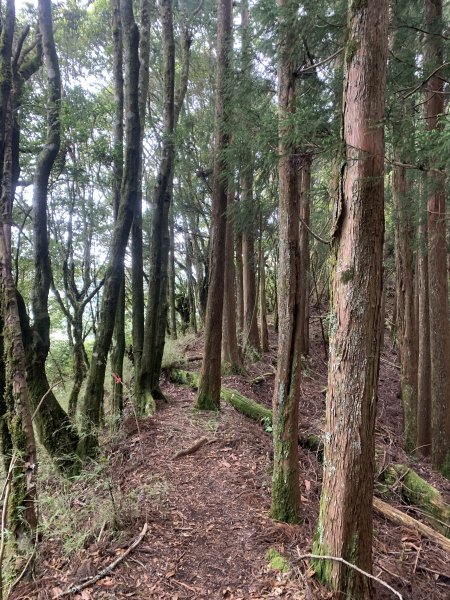 20250517義義兒玉山-東水山2791655