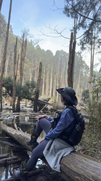 留龍頭-嶺頭山-金柑樹山-忘憂森林（2025必去）2720358