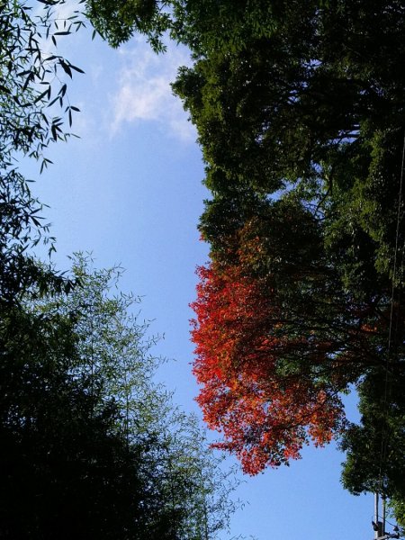 李崠山、泰平山、馬望僧侶山O走1211380