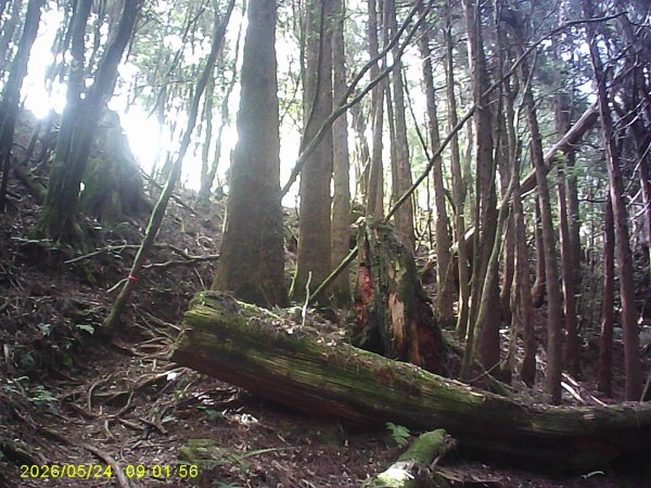 兒玉(自忠)山、東水山、東水山西峰及特富野古道O繞。3061779