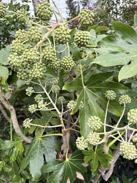 熊野古道中邊路D1 紀伊田邊、潮見峠O繞 2025.3.162744367