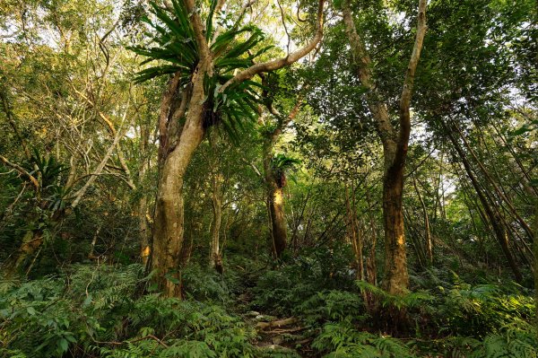 新北 烏來 美鹿山、高腰山、拔刀爾山、小巫山2703479