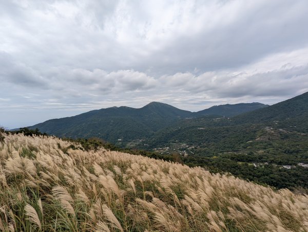 紗帽山步道探訪歷史遺跡、賞芒花1510073
