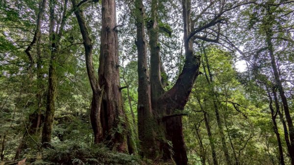 鎮西堡巨木步道群 (B區)2861184