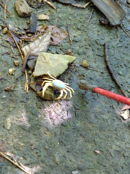 西阿里關山2823112