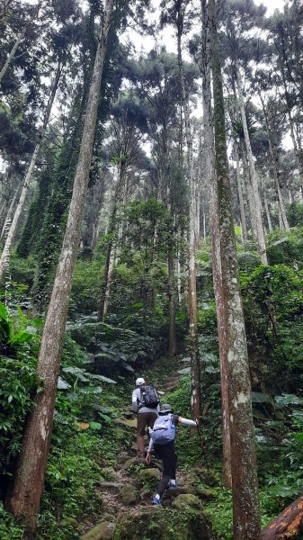 《新竹》不見五指｜北埔五指山登山步道上中指峰202410102619049