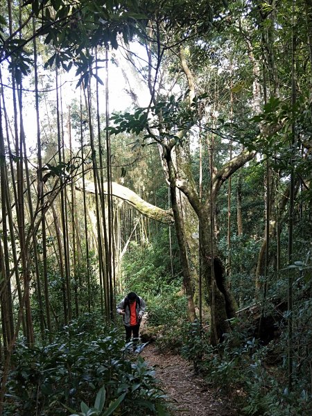 202010 父子倆小百岳李棟山初體驗1128315