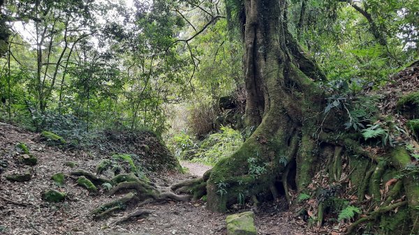 《嘉義》涼爽有冷喔｜奮起湖大凍山步道(多林登山口)202207301784091