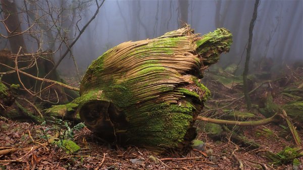 尋幽訪古遊走千年巨木和幻霧美森的樂山林道2882337