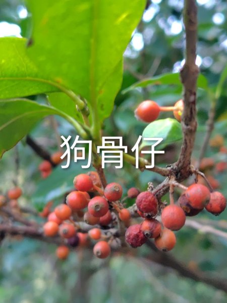 唐麻丹山 蝴蝶谷2918781