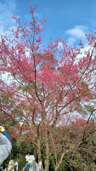 Cherry Blossom Season2013603