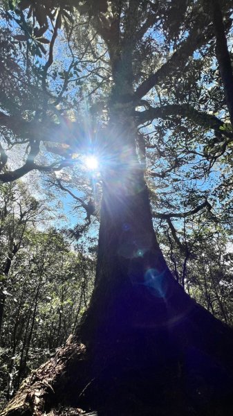 🌈12/18（三）魔法森林-塔曼山~網美打卡-巴陵鐵塔🌈2671883