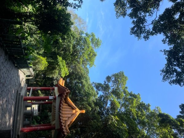 飛牛縱走-飛鳳山-中坑山-板根森林🌳-倒別牛山2591414